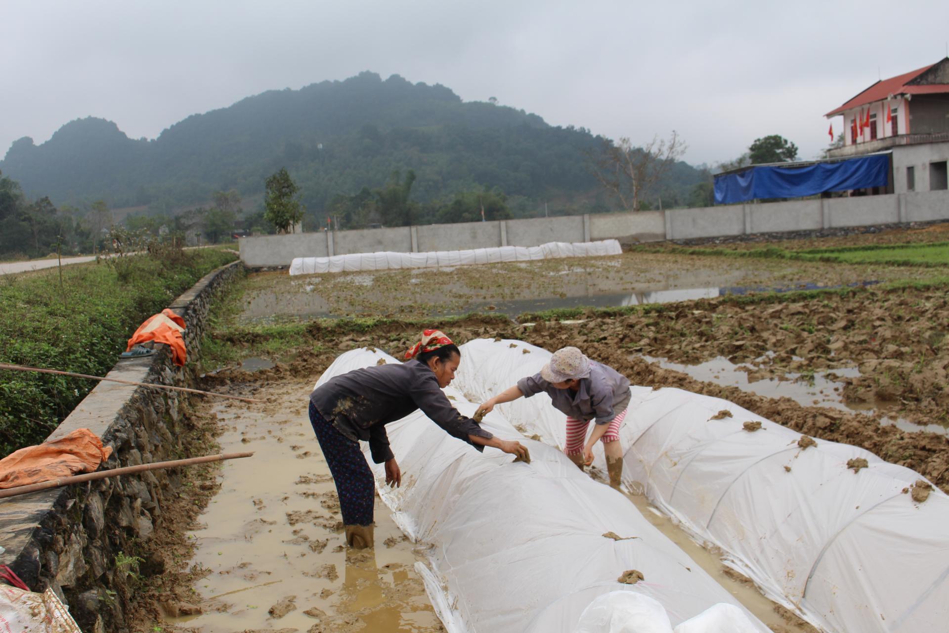 Để phòng tránh giá rét làm ảnh hưởng đến sinh trưởng của cây mạ, 